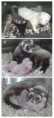 /album/fotogalljerjeja/ferrets-jpg/