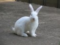 /album/fotogalljerjeja/rabbit-jpg/