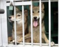 /album/fotogalljerjeja/wolves-jpg/